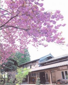 Ｋｕｒａ桜[1]