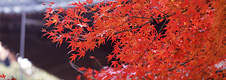 hnm_top_pic_0012